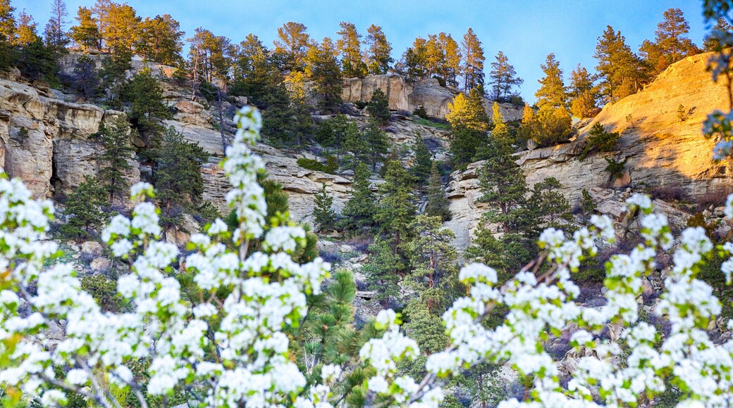 Pear Blossom Rimrocks