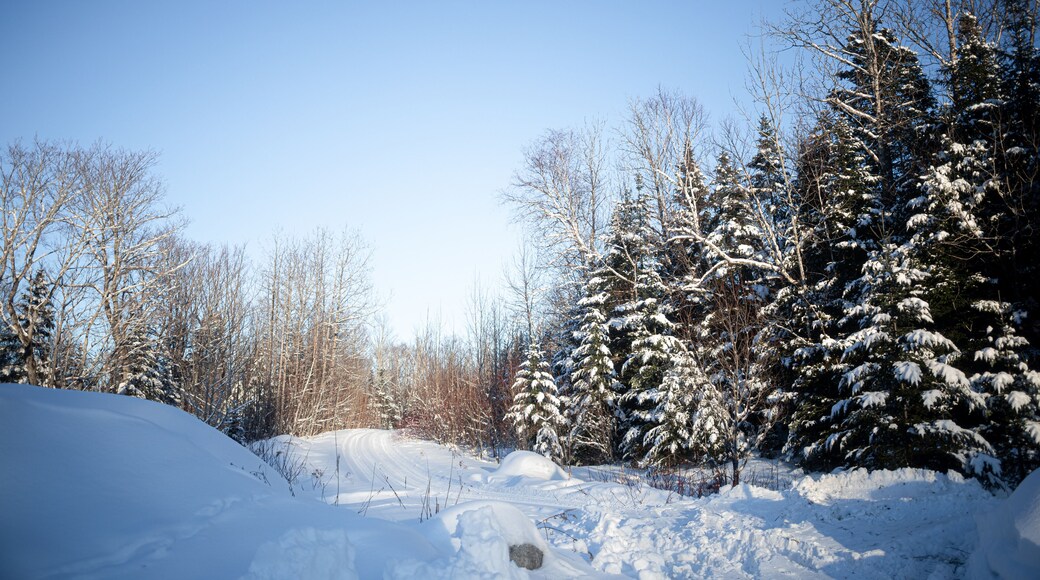 A single track cross country ski trail near Portage Lake in Aroostook County, Maine. In northern Maine, there are a lot of nordic skiing opportunities that are groomed for the local community.