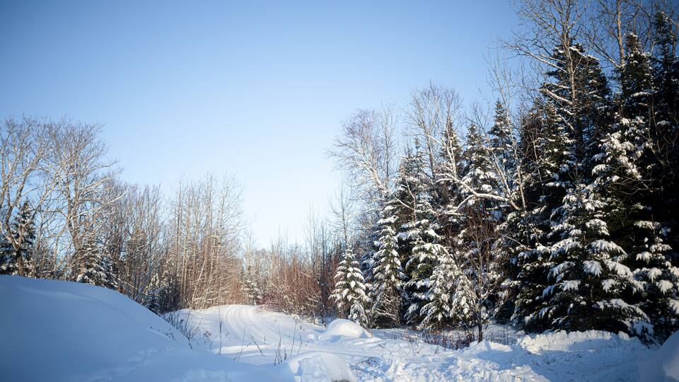 A snowy forest with a clear sky.