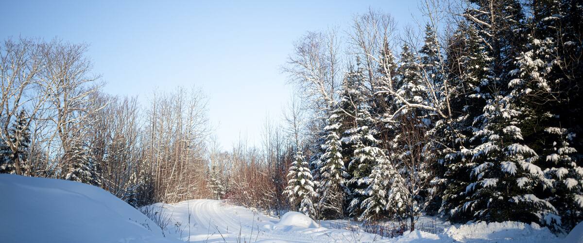 A snowy forest with a clear sky.