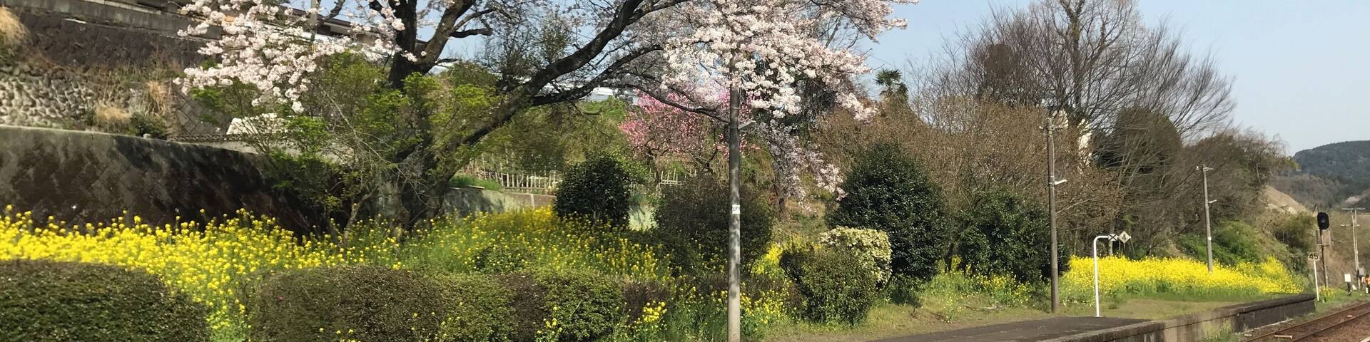A cherry blossom tree, railway tracks, and a traditional building.