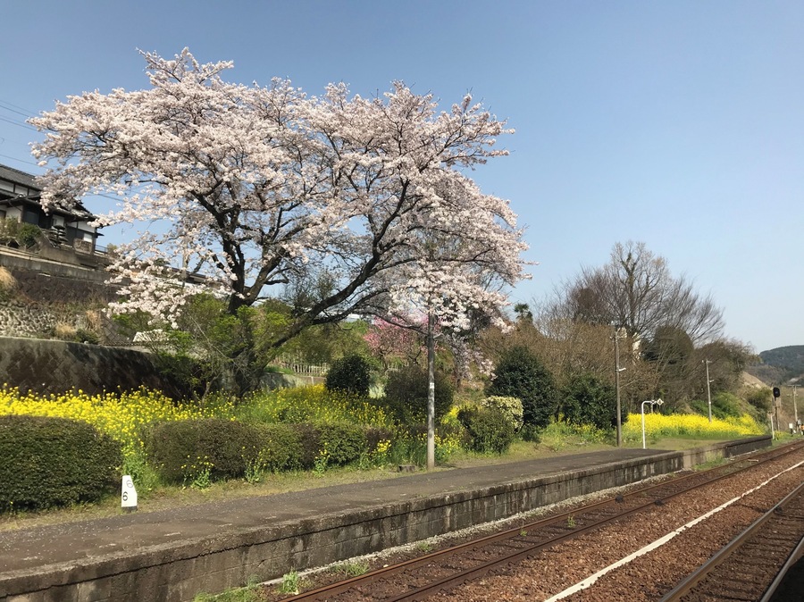 小野屋駅のホームとサクラ(奥は鬼瀬方面)