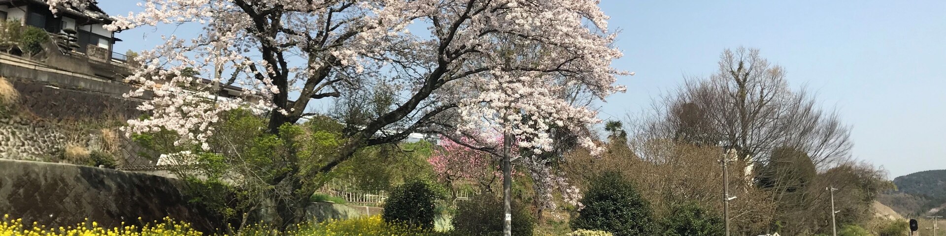 小野屋駅のホームとサクラ(奥は鬼瀬方面)