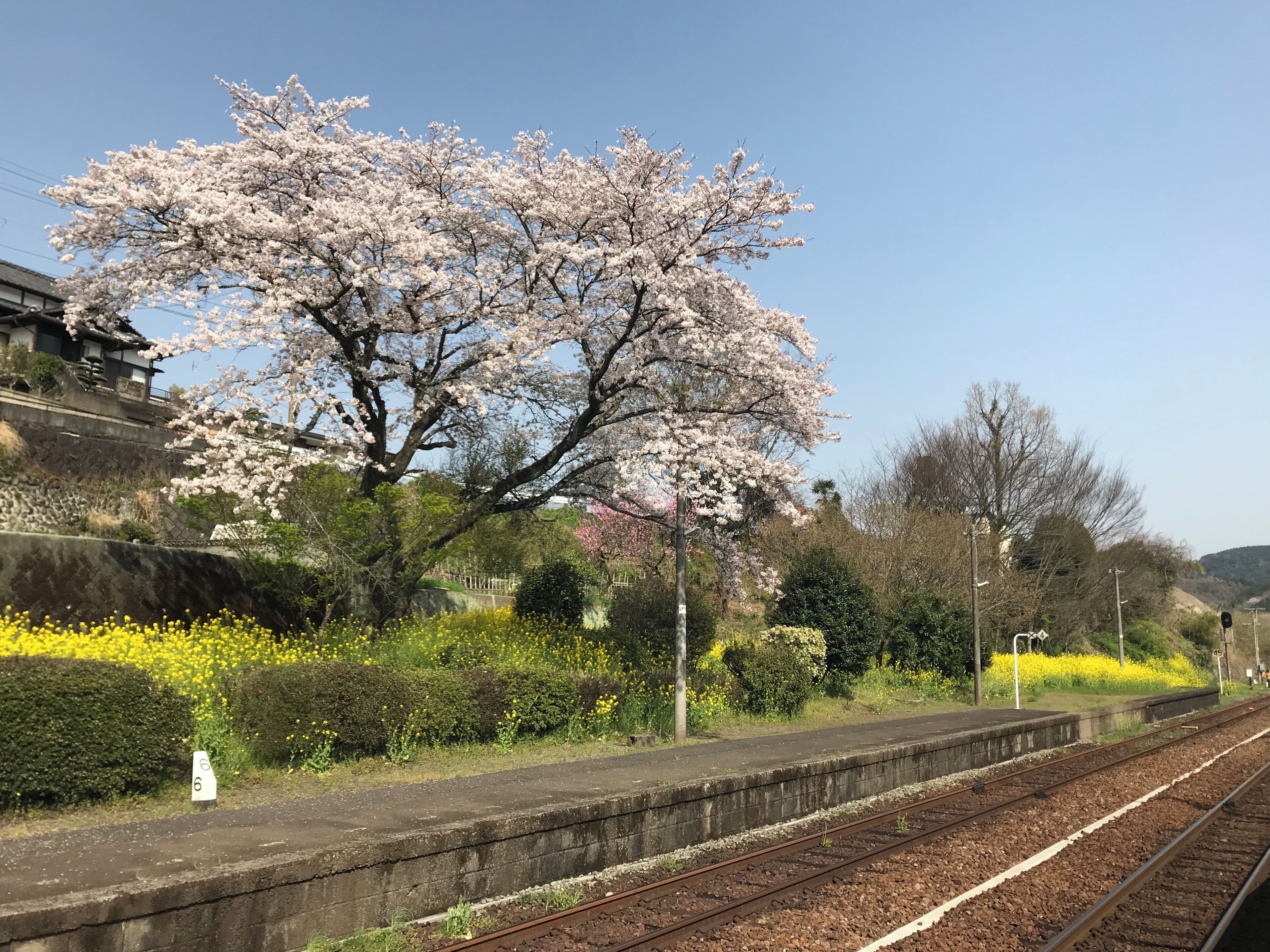 A cherry blossom tree, railway tracks, and a traditional building.