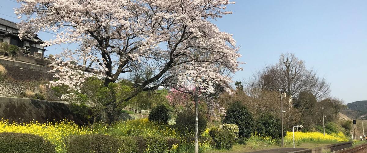 A cherry blossom tree, railway tracks, and a traditional building.