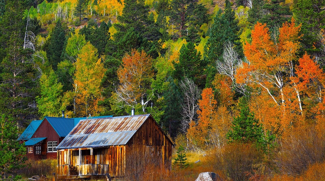 This cabin is becoming popular. It happens to be surrounded by aspen groves so when autumn comes, it gets flooded photographers and onlookers taking in the #colorful view.