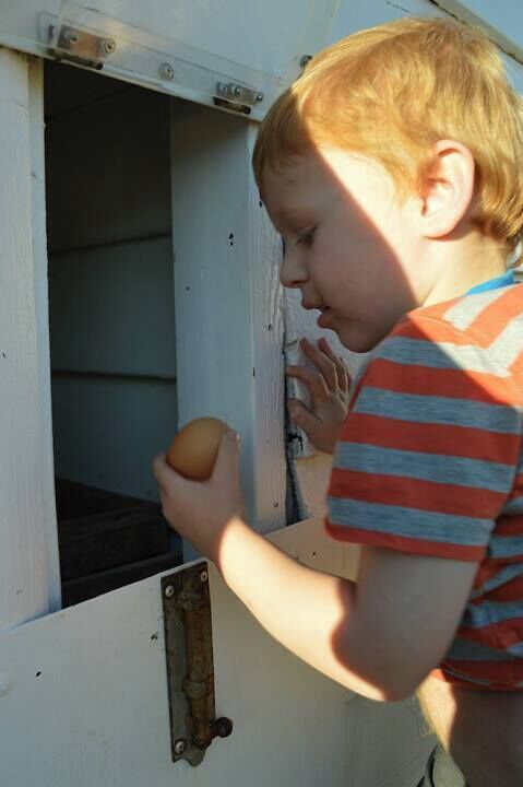 Fresh eggs daily - 'Mansfield' Cottage - Farmstay