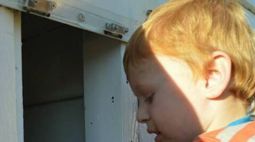 Fresh eggs daily - 'Mansfield' Cottage - Farmstay