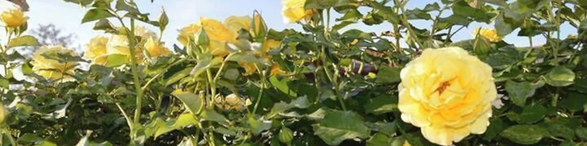 The perfume from the roses was divine. (Mansfield Cottage, Barrington - the Gardens.)