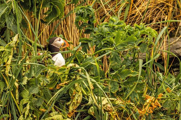 Atlantic Puffin seen on the island of parrots in Quebec, Canada. Can you spot the 2nd Puffin?
#Nature
