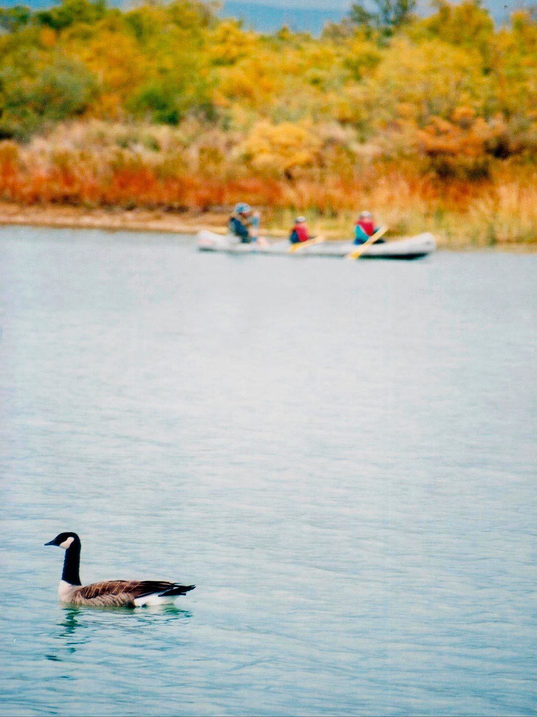 On the Colorado River, the Havasu NWR is a really cool spot for kayaking, canoeing, or other non-motorized boats. Lots of wildlife. Nice camping areas. Definitely a different pace from spring break powerboat parties on Lake Havasu.