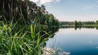 Tranquil landscape at a lake, with the vibrant blue sky, white clouds and the trees reflected symmetrically in the clean blue water. Summer. Lake with spring trees panorama photo.