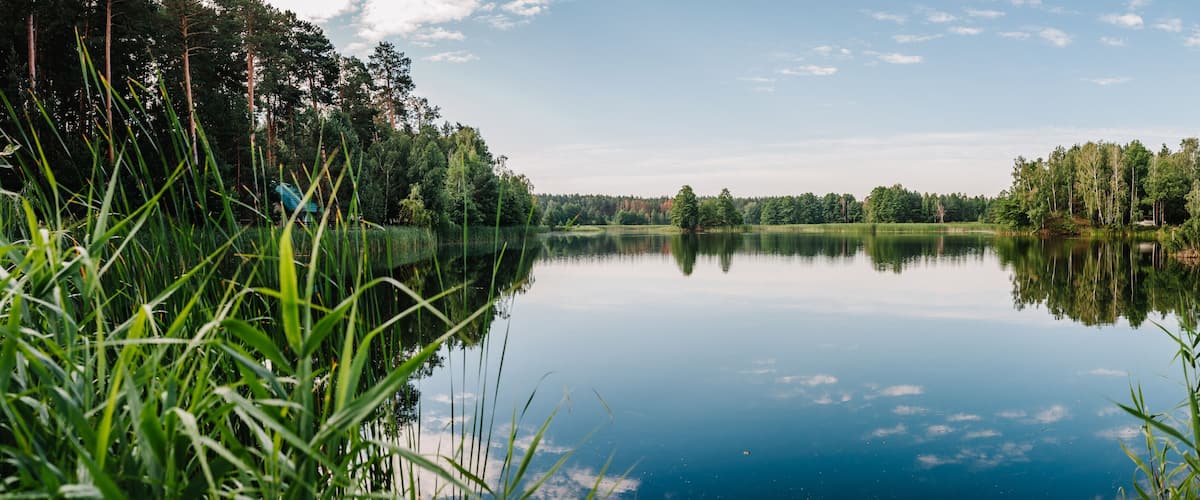 A calm lake surrounded by dense forests and tall grasses.