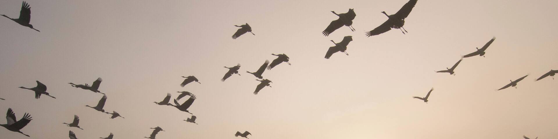 #BvS100K
these birds are migrating from Europe to Africa In the Winter time, to stay warm. Israel is a good spot to stop and recharge the energy to make it all the way to Africa. there's this lake in the north of israel named Agamon HaHula which they stop there, gain energy, eat and then keep flying after getting the energy they need these birds make this cycle every year when the winter comes, then come back in the summer when it's warm. This Photo was taken at sunrise when some of the birds continued the journey, and some still slept. If You Are In Israel, make sure to visit this place (its pretty underrated)