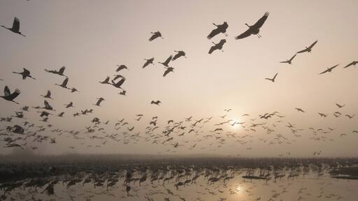 #BvS100K
these birds are migrating from Europe to Africa In the Winter time, to stay warm. Israel is a good spot to stop and recharge the energy to make it all the way to Africa. there's this lake in the north of israel named Agamon HaHula which they stop there, gain energy, eat and then keep flying after getting the energy they need these birds make this cycle every year when the winter comes, then come back in the summer when it's warm. This Photo was taken at sunrise when some of the birds continued the journey, and some still slept. If You Are In Israel, make sure to visit this place (its pretty underrated)