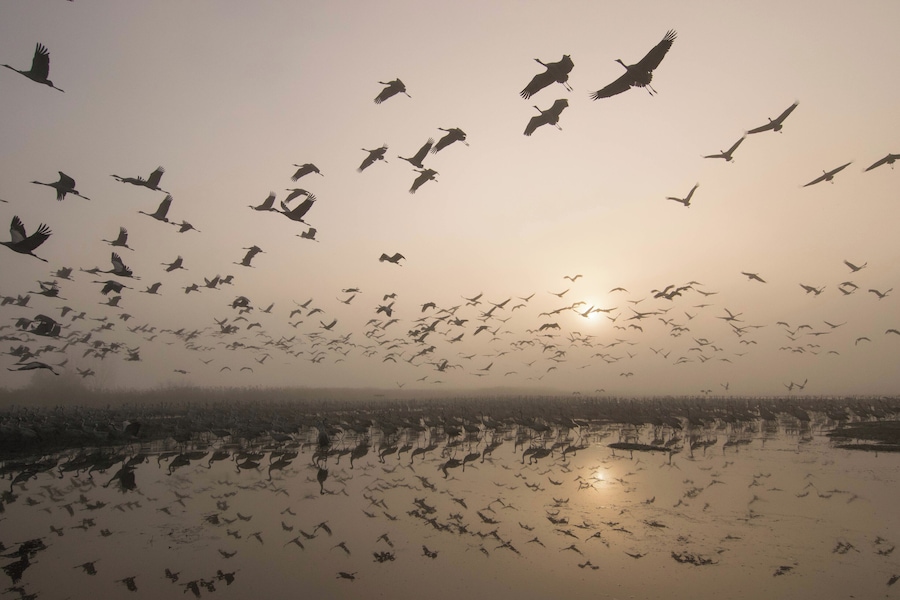 #BvS100K
these birds are migrating from Europe to Africa In the Winter time, to stay warm. Israel is a good spot to stop and recharge the energy to make it all the way to Africa. there's this lake in the north of israel named Agamon HaHula which they stop there, gain energy, eat and then keep flying after getting the energy they need these birds make this cycle every year when the winter comes, then come back in the summer when it's warm. This Photo was taken at sunrise when some of the birds continued the journey, and some still slept. If You Are In Israel, make sure to visit this place (its pretty underrated)