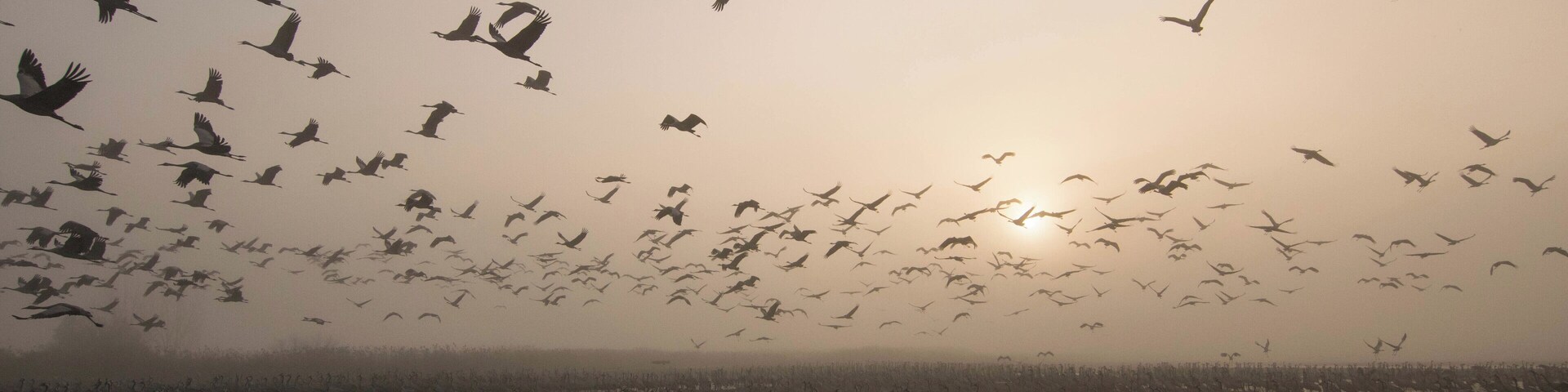 #BvS100K
these birds are migrating from Europe to Africa In the Winter time, to stay warm. Israel is a good spot to stop and recharge the energy to make it all the way to Africa. there's this lake in the north of israel named Agamon HaHula which they stop there, gain energy, eat and then keep flying after getting the energy they need these birds make this cycle every year when the winter comes, then come back in the summer when it's warm. This Photo was taken at sunrise when some of the birds continued the journey, and some still slept. If You Are In Israel, make sure to visit this place (its pretty underrated)