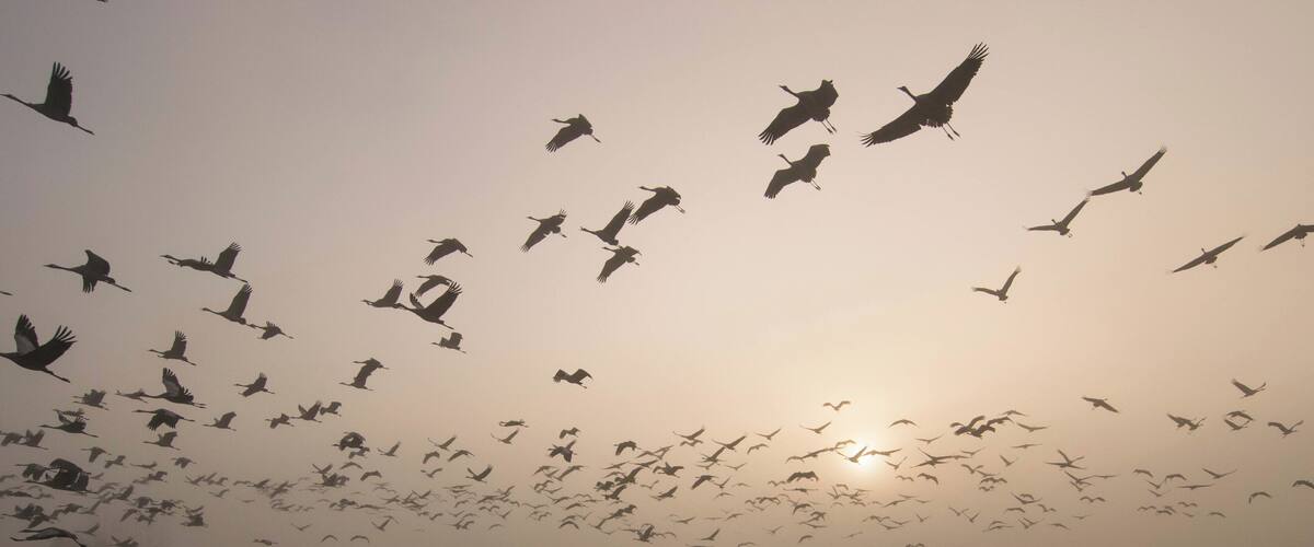 A flock of birds flying over a body of water at sunset.