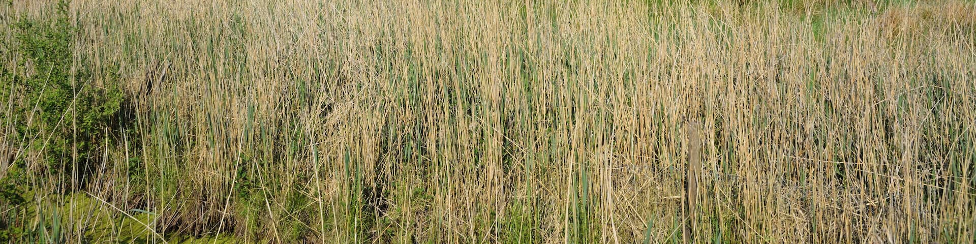 This is a picture of the protected area listed at WDPA under the ID