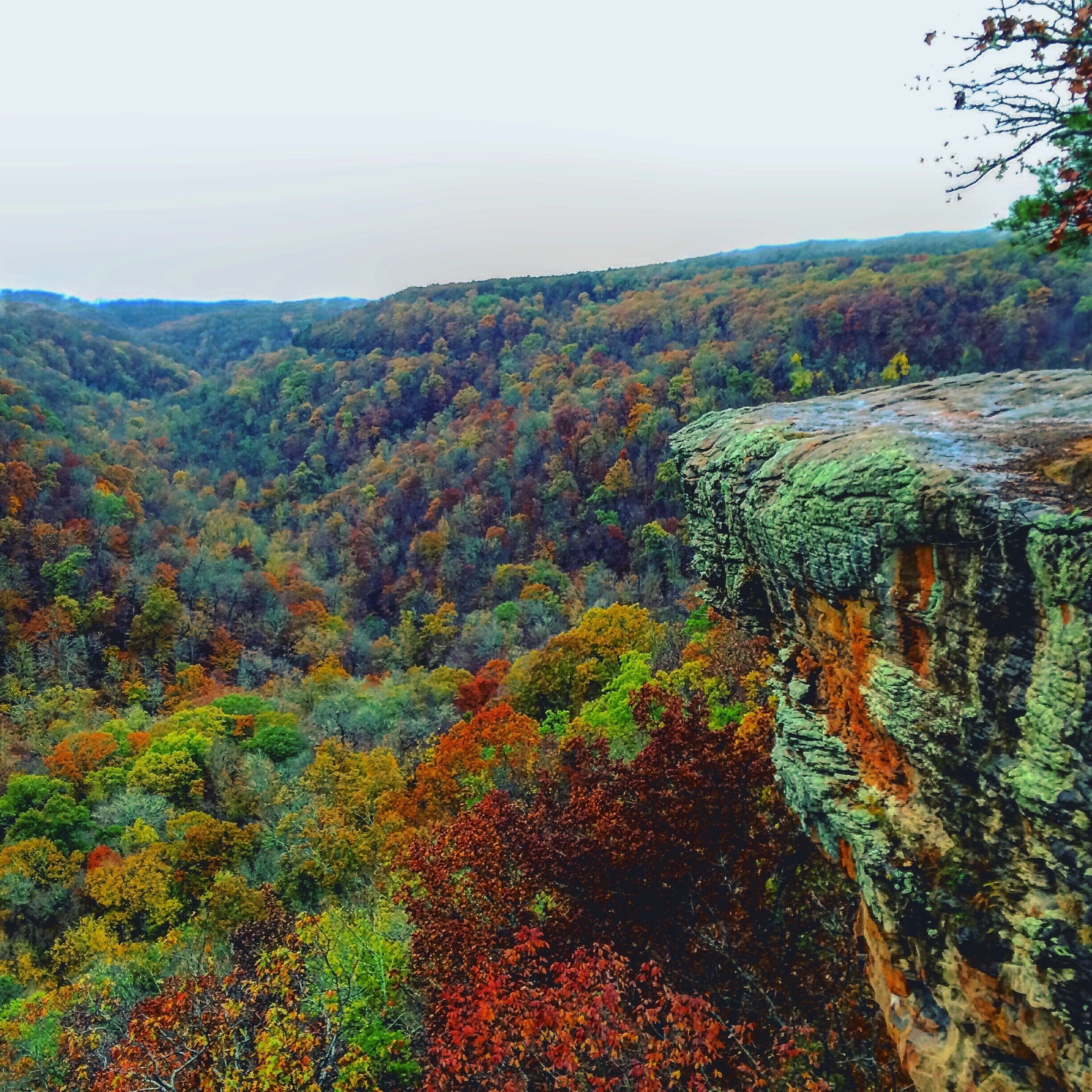 Halloween hiking at its finest. A night of rain storms allowed for waking up to a foggy hike in the morning. The colors of fall couldn't be any prettier than they were today! #halloweenhiking #weekendadventure #ozarkansas #hawksbillcrag #ARadventures