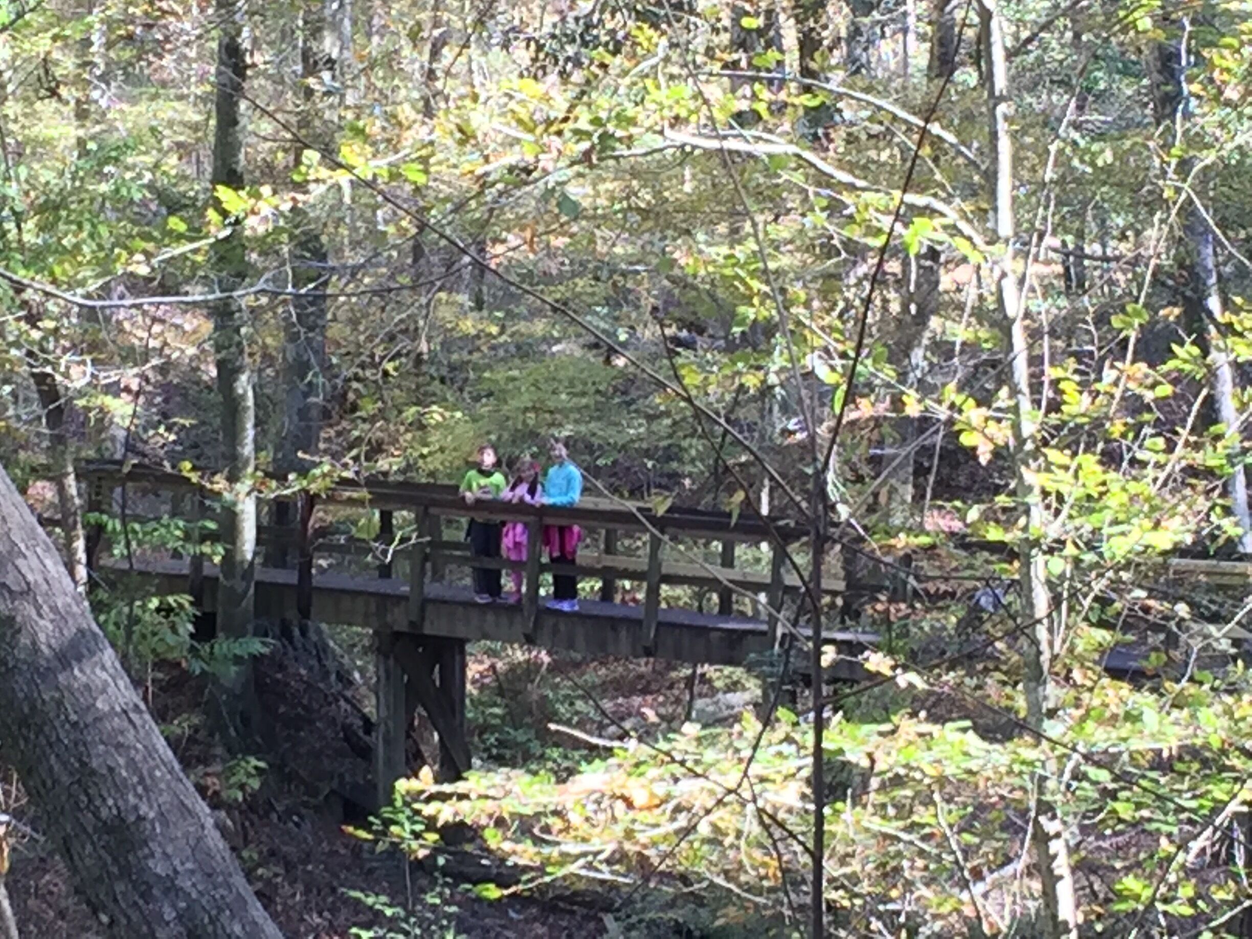 A wooden bridge in a forest with people standing on it.