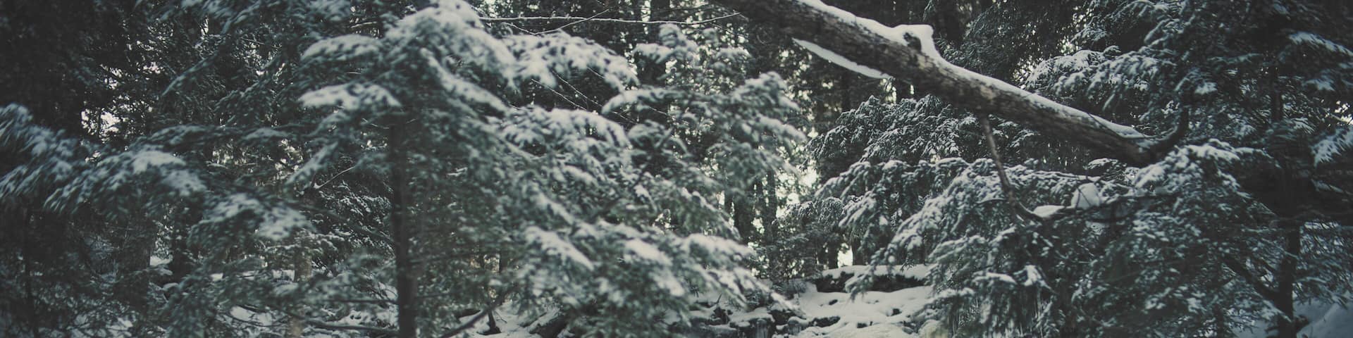 High angle view of frozen waterfall in forest