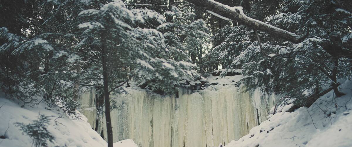 A snowy forest with icicles hanging from a tree.