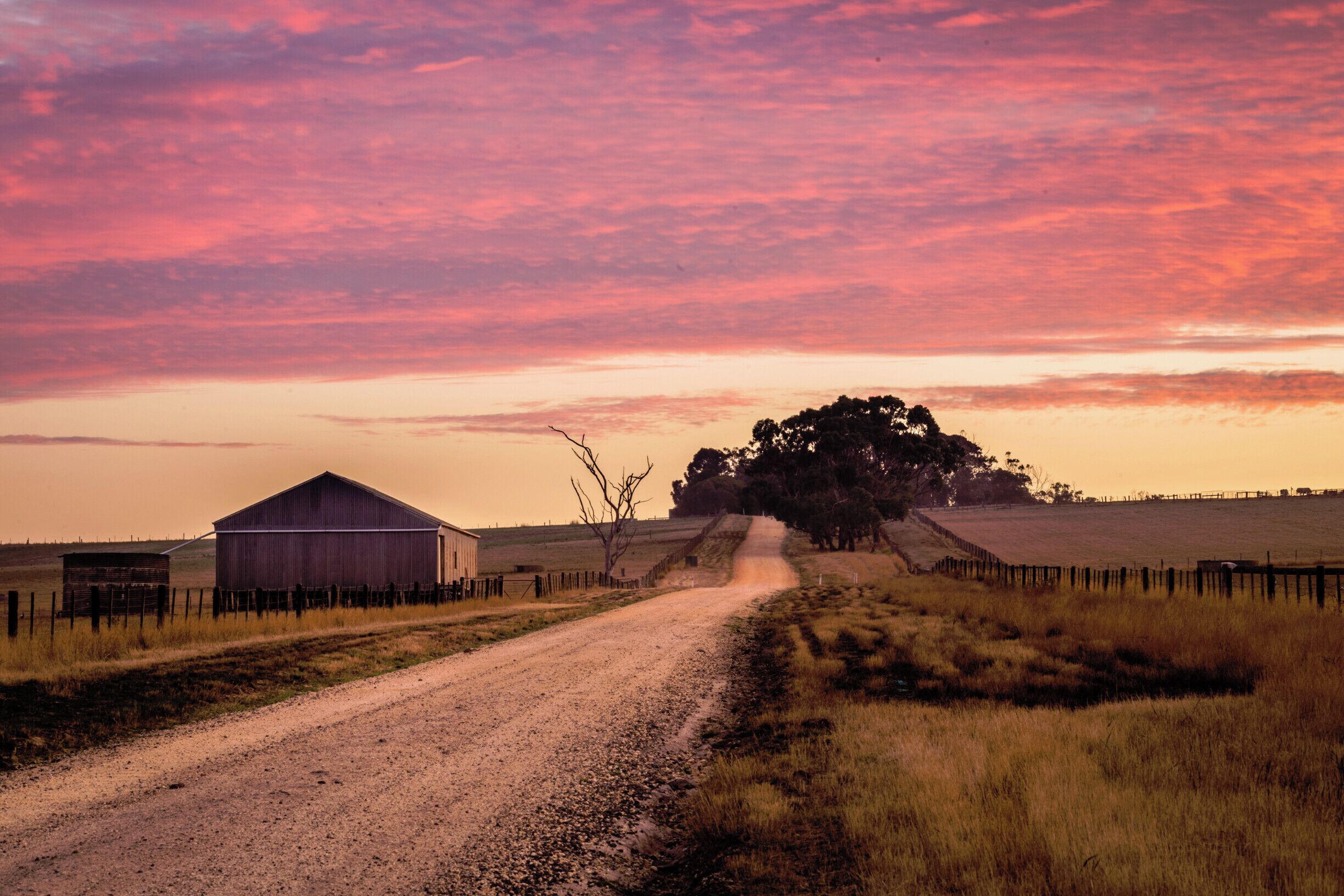 A rural road leading to a barn and a large tree.
