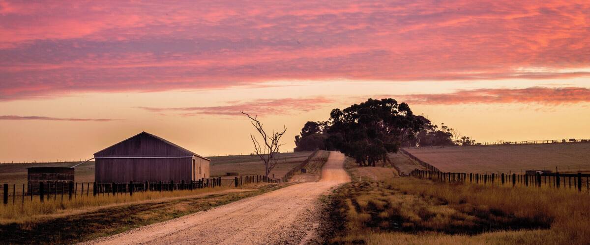 A rural road leading to a barn and a large tree.
