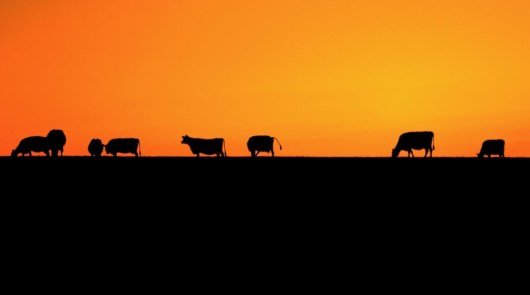 Happy cows settling in for the night while the sun puts on a magnificent show.