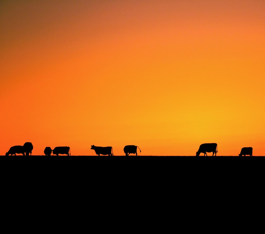 Happy cows settling in for the night while the sun puts on a magnificent show.
