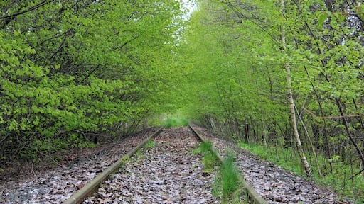 Železniska čara Budyšin–Wjelećin blisko Rozwodec.
