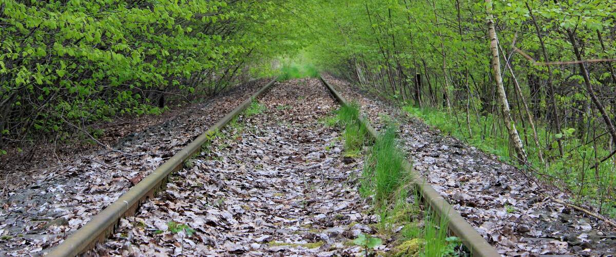 A railway track surrounded by dense green foliage.