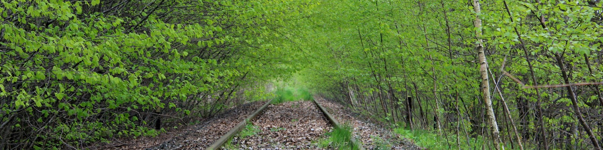 A railway track surrounded by dense green foliage.