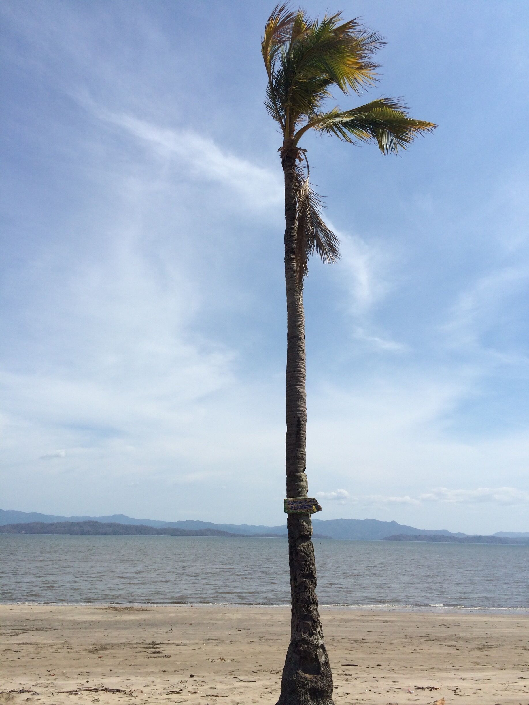 A single palm tree on a sandy beach with a calm sea and distant mountains in the background.