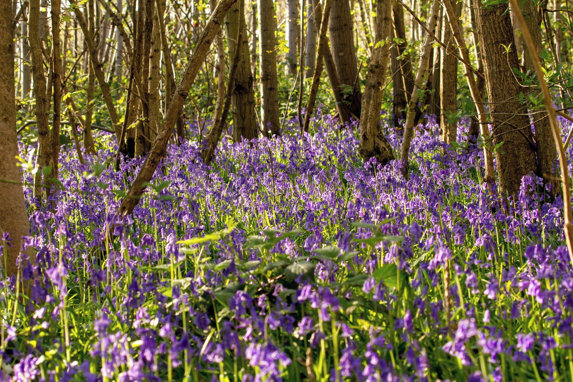 A sea of bluebells