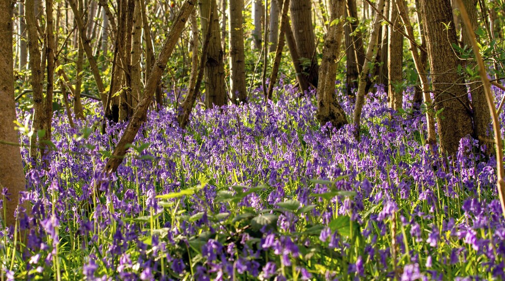 A sea of bluebells