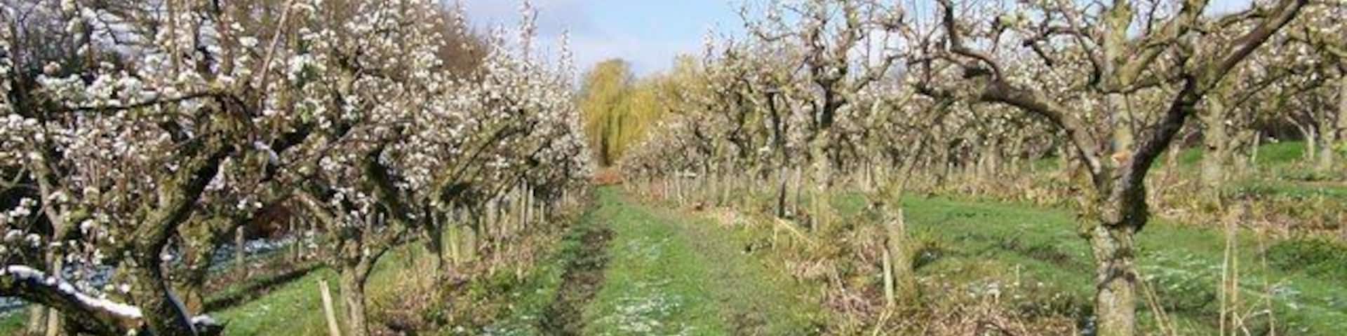 Orchard at Loddington Farm The white on the trees is both blossom and snow.