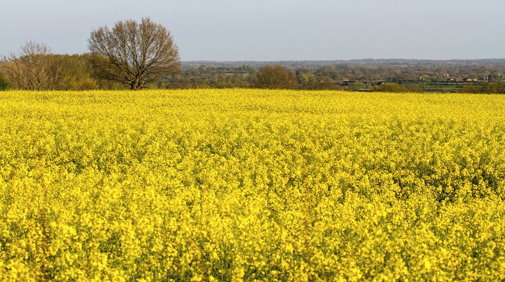 A sea of yellow rapeseed flowers