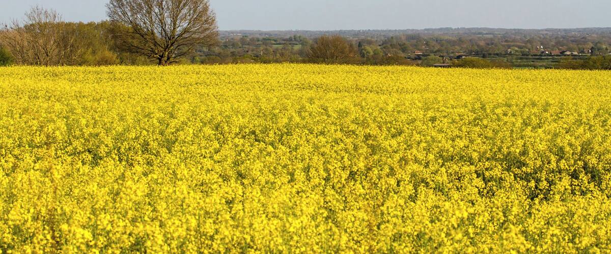 A field of yellow flowers with a single tree in the distance.