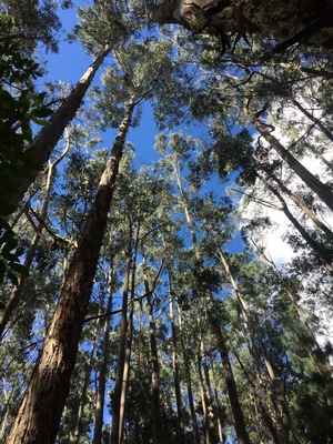 🌲