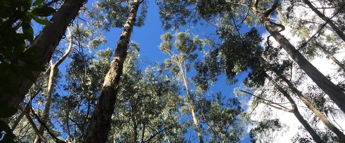 A dense forest with tall trees and a clear blue sky.