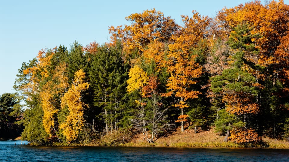 A forested shoreline with autumn foliage.