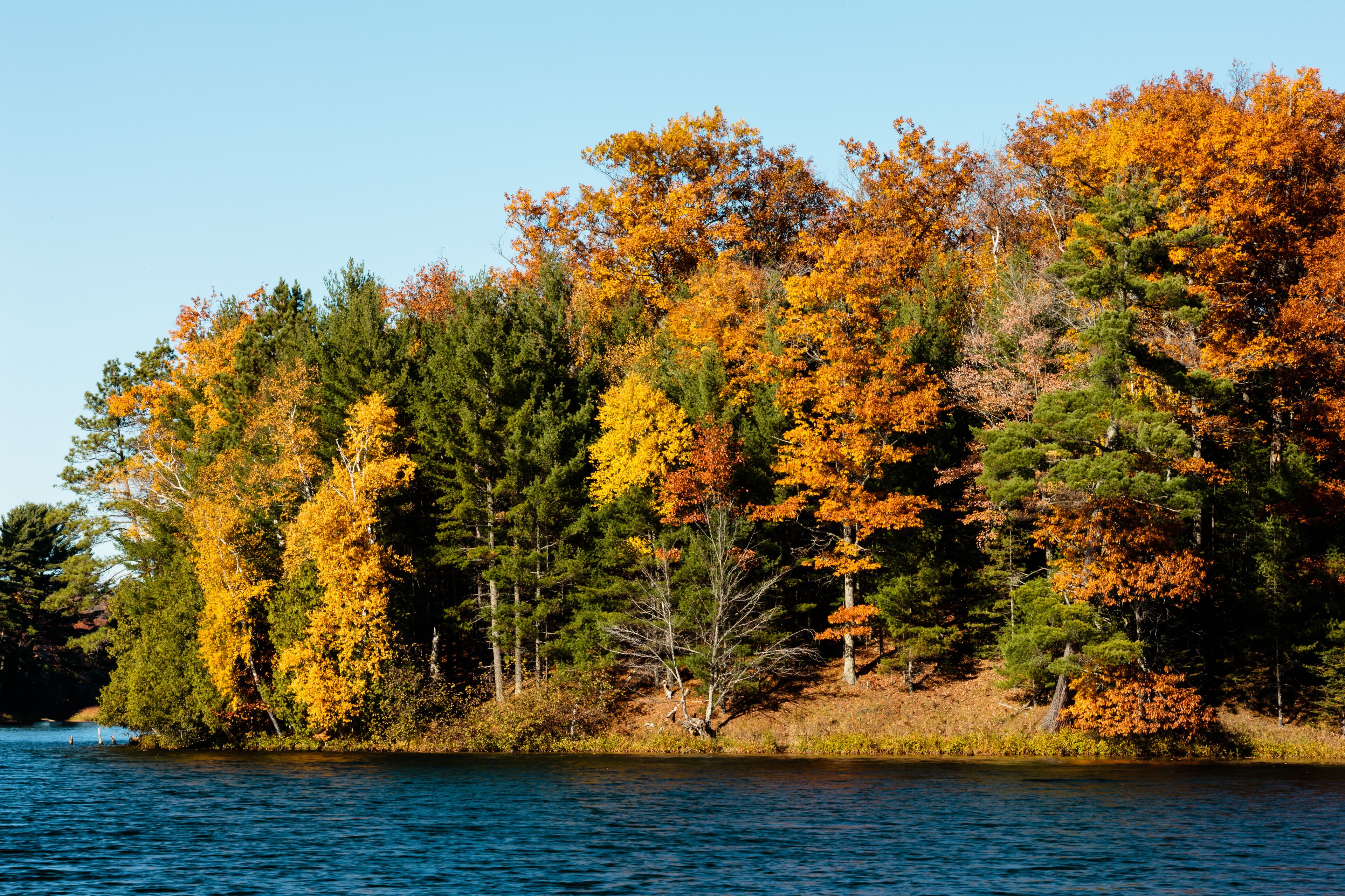 A forested shoreline with autumn foliage.
