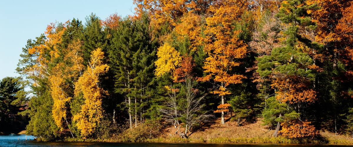 A forested shoreline with autumn foliage.
