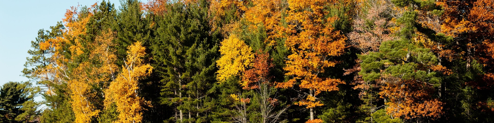 A forested shoreline with autumn foliage.