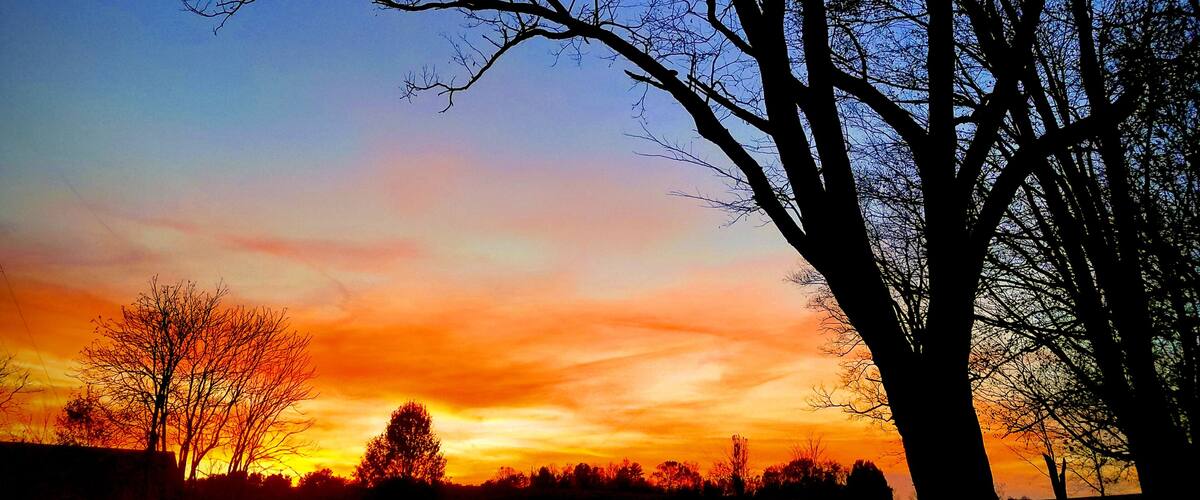 A tree silhouetted against a sunset sky.