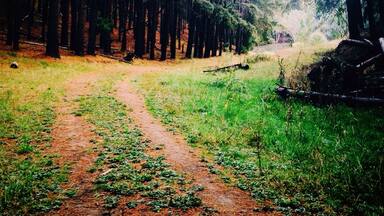 A forest path surrounded by tall trees.