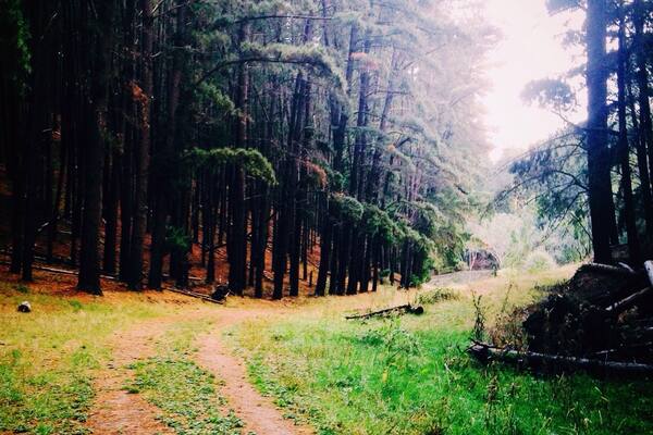 Kuitpo Forest, Kangarilla, South Australia