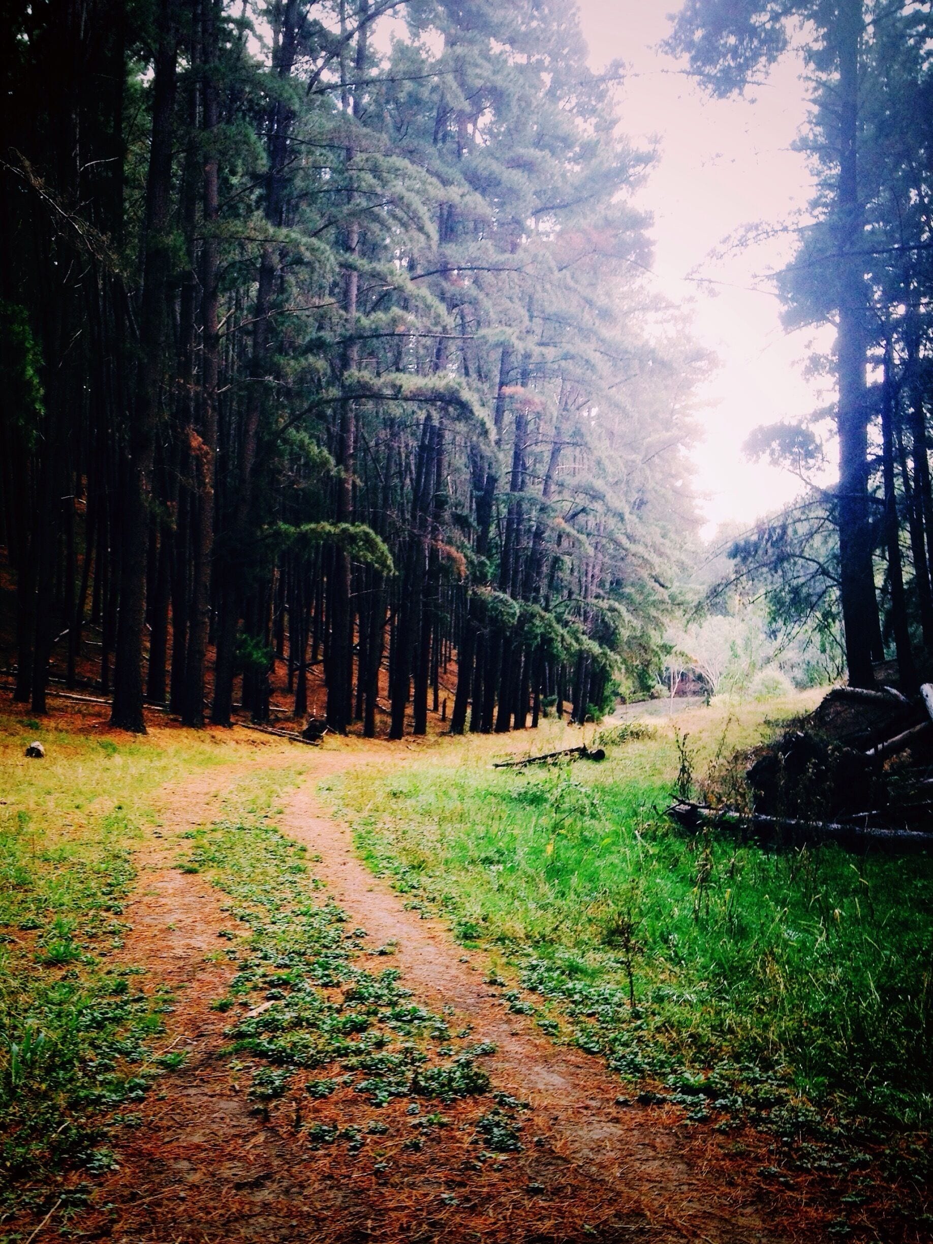 A forest path surrounded by tall trees.